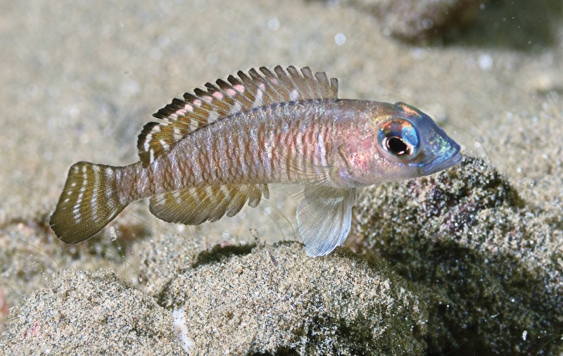 Lamprologus signatus 'Kasongola'